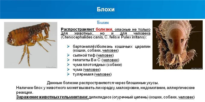 Способы избавления от блох и устранение личинок в многоквартирном доме