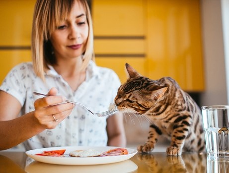 Советы для жизни с кошкой в коммунальной квартире